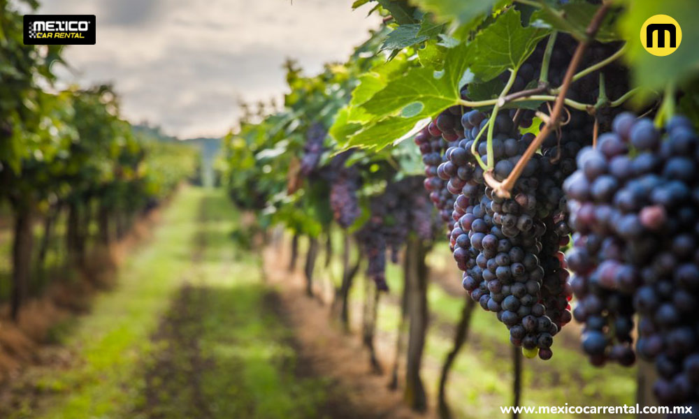 Viñedos en México